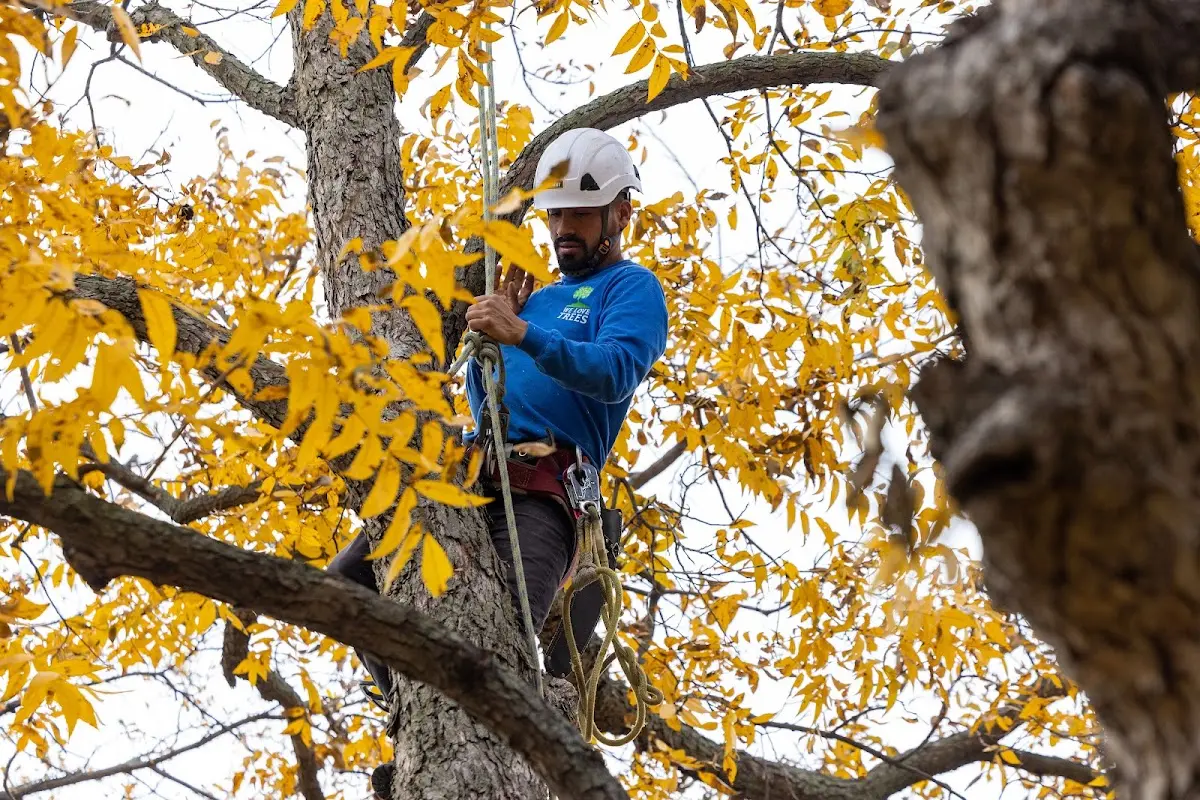 Skilled Dead Tree Removal crew working in Menno
